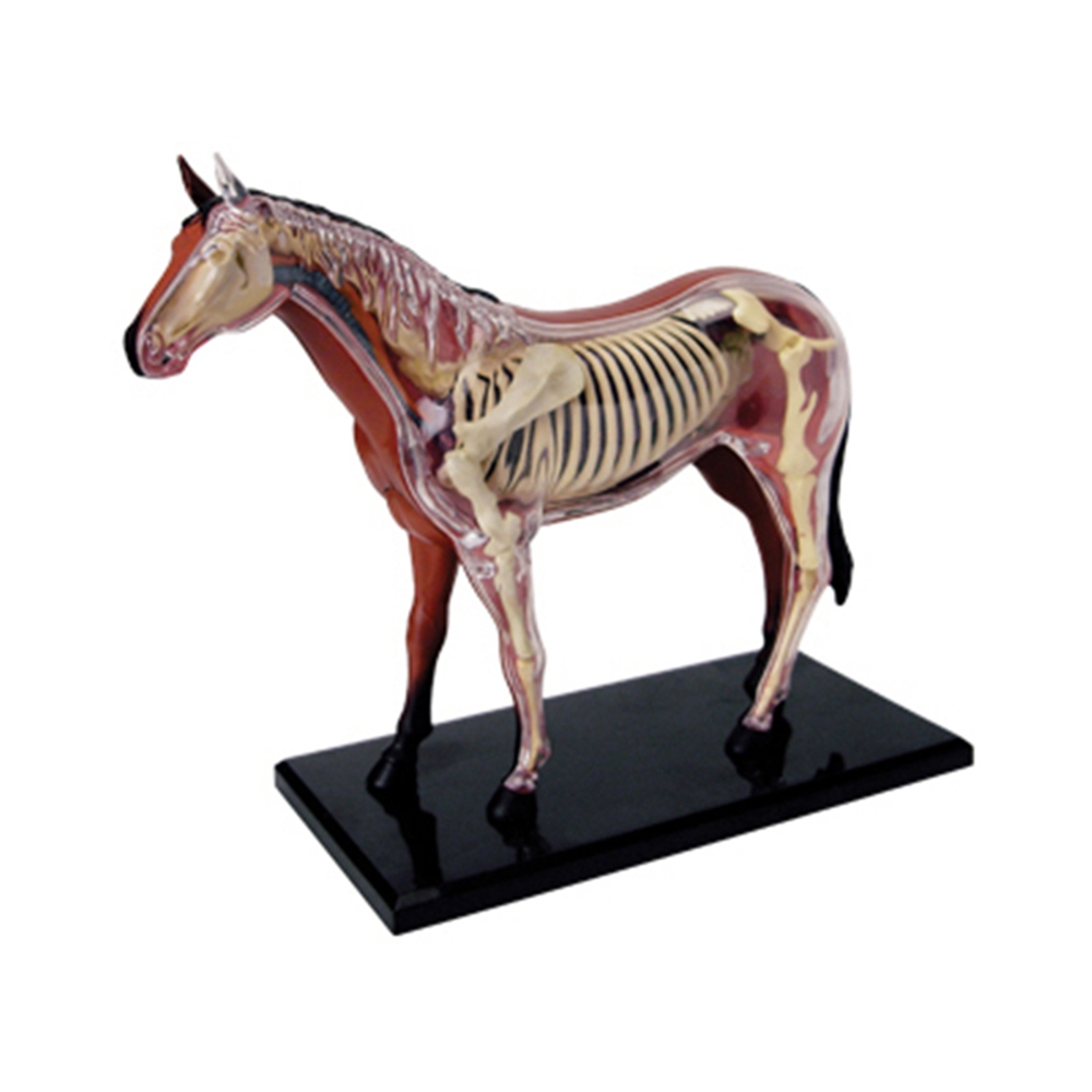 Science Toys Diy - Modello di anatomia dell'organo animale 4D
