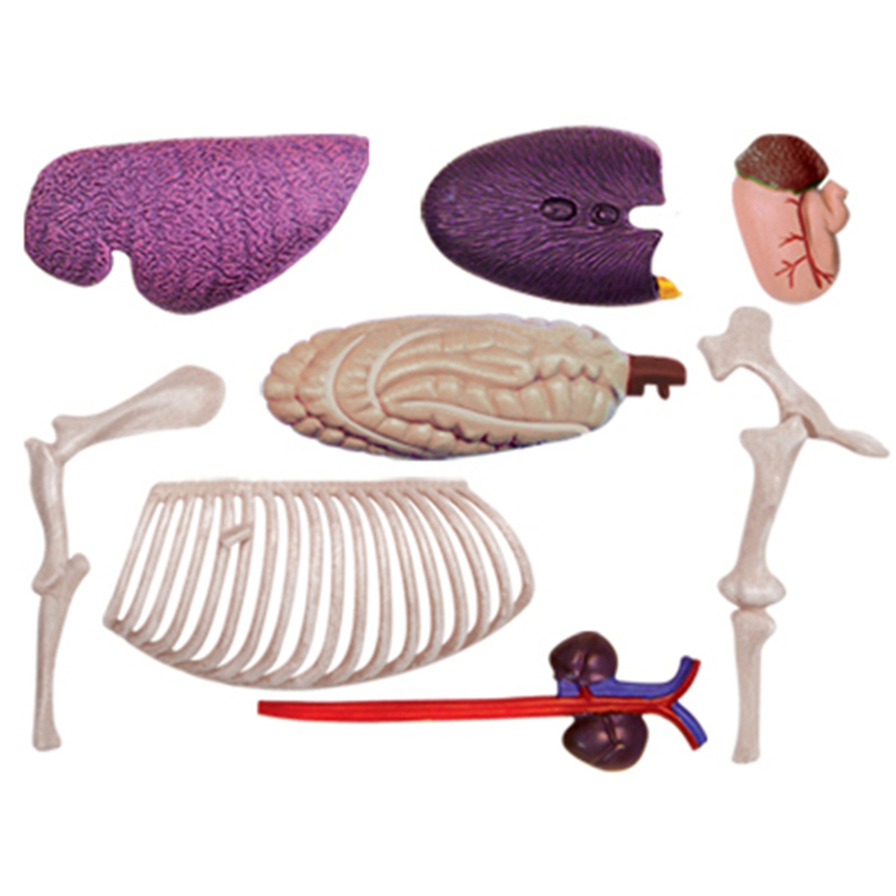 Modello di anatomia dell'organ - Science Toys Diy recensione e prezzo